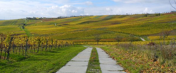 1712 Rheinhessen Zornheims Hiwweln