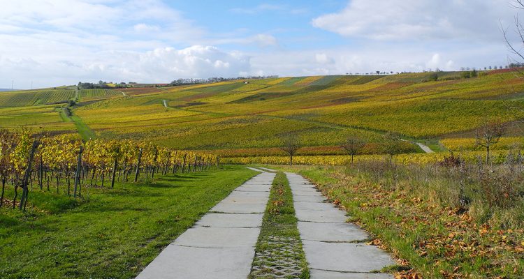 1712 Rheinhessen Zornheims Hiwweln