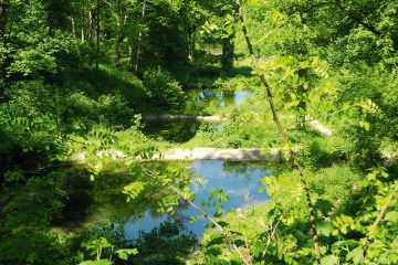 1806rheinhessen-lennebergwald