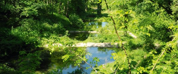 1806rheinhessen-lennebergwald