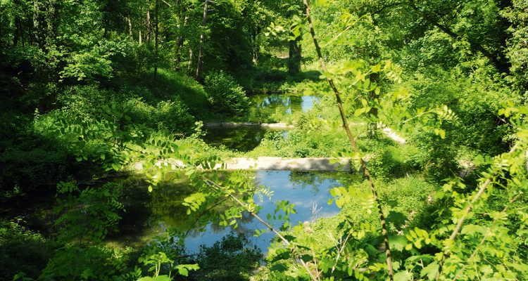 1806rheinhessen-lennebergwald