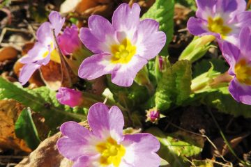 Frühlingserwachen