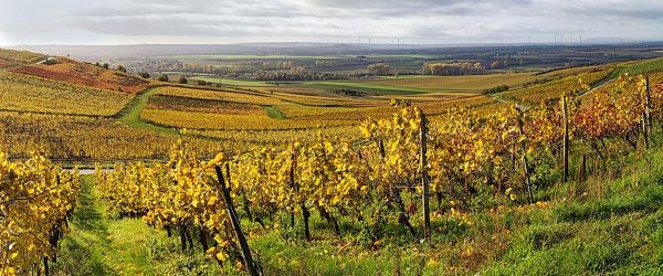 Zornheimer Berg