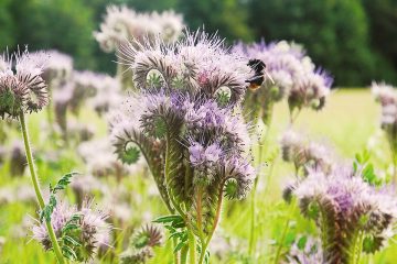 Phacelia