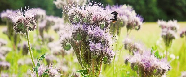 Phacelia