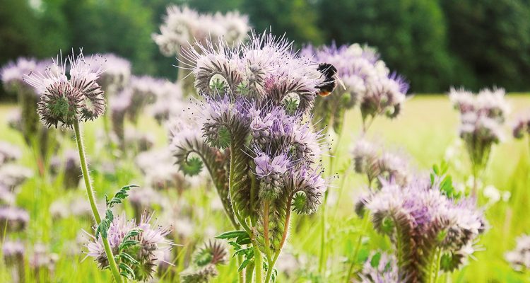 Phacelia