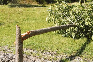 Freiheitsallee Baum