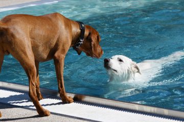 Hundeschwimmtag