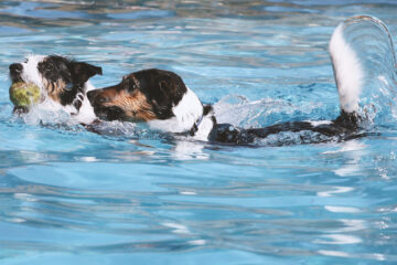 Hundeschwimmen im Mainzer Taubertsbergbad