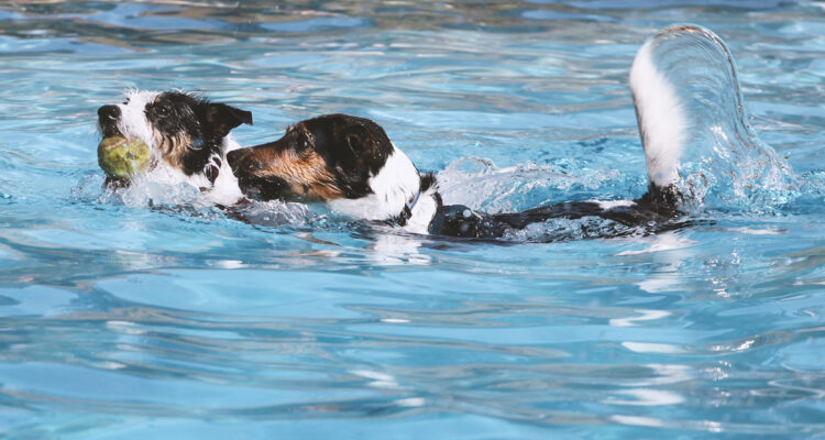 Hundeschwimmen im Mainzer Taubertsbergbad