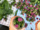 Wildbienen