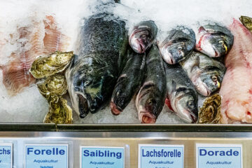 Fisch Mainz