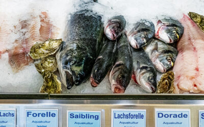 Fisch Mainz