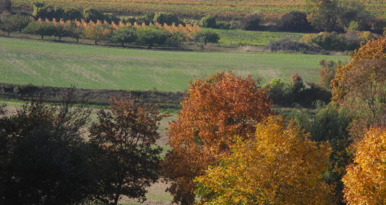 Rheinhessische Lesezeit: Selztal im Herbst